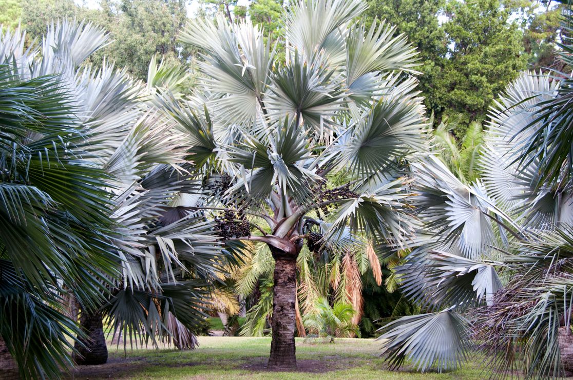 Palermo Botanical Garden