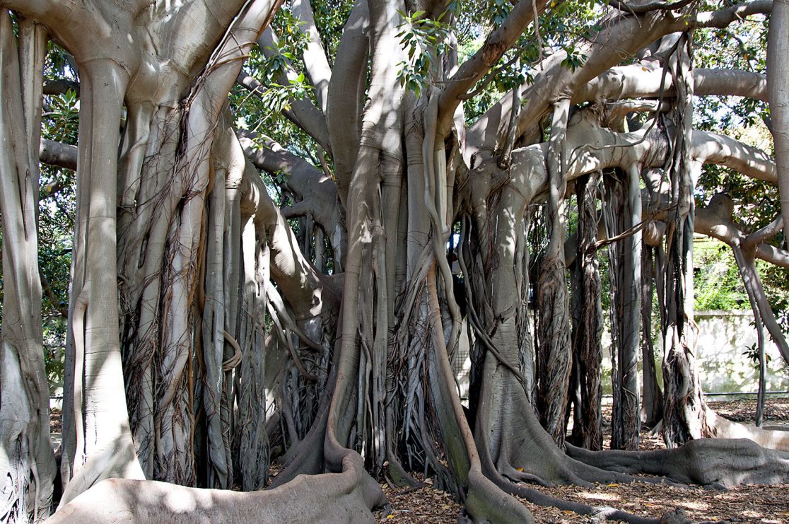 Palermo Botanical Garden