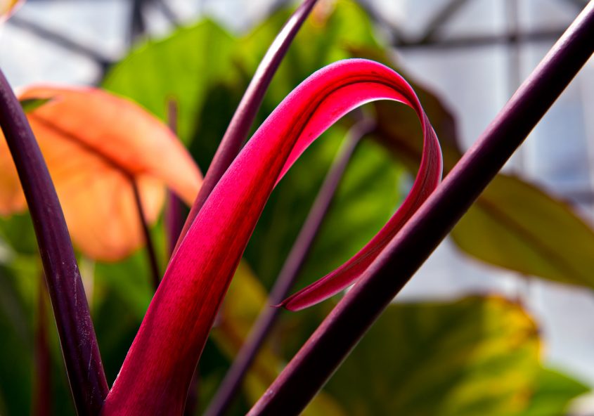 Orto Botanico