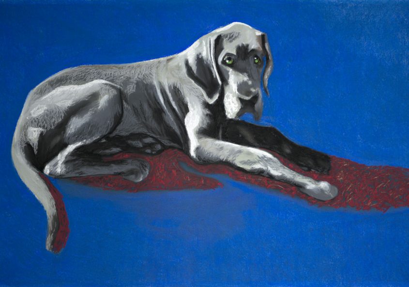 A dog. Pastels on paper. 60x40cm